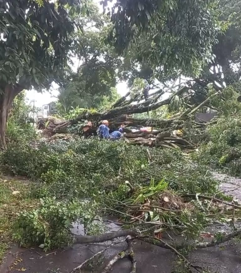 Caída de árbol en Mocoa generó polémica ciudadana